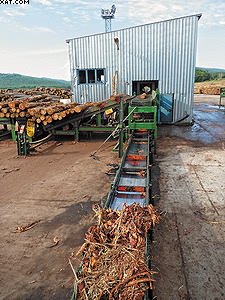 Окорка лиственницы на заводе по производству шпона