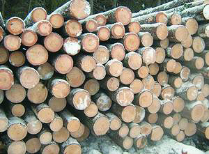 Заготовленная древесина