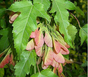 Клён гиннала, или приречный (Acer ginnala)