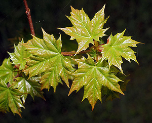 Клен остролистный, или платановидный (Acer platanoides)