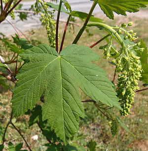 Клён ложноплатановый, или белый клён, явор (Acer pseudoplatanus)