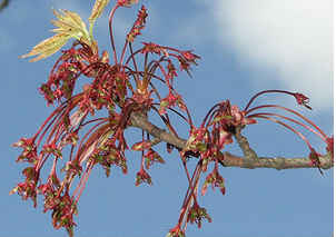 Клён красный (Acer rubrum)