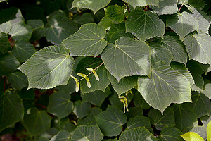 Клён зеленокорый (Acer tegmentosum)