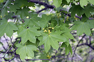 Клён туркестанский (Acer turkestanicum)