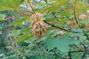Клён желтый, или укурунду, клён-береза (Acer ukurunduense)