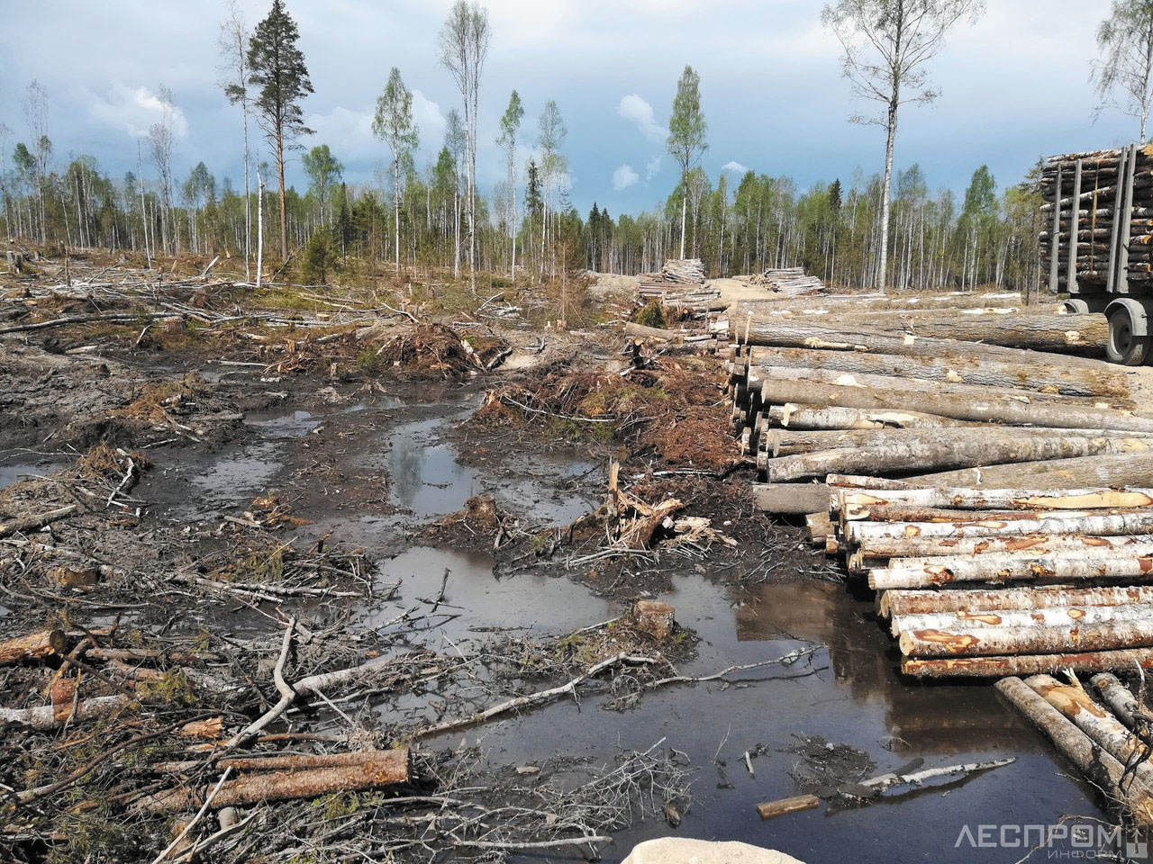 Вырубка лесов загрязнение