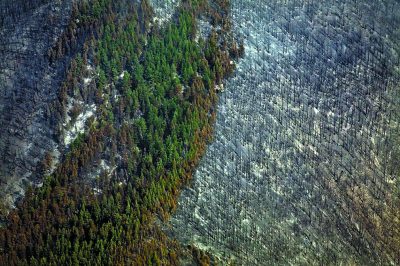 Леса в Канаде, зараженные насекомыми-вредителями и пострадавшие от пожаров