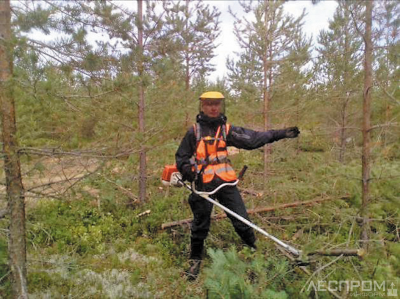 площадь рубок ухода за лесом