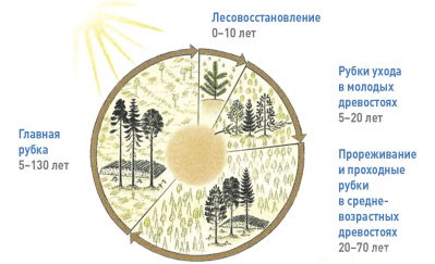 Рис. 2. Лесохозяйственный цикл в Швеции