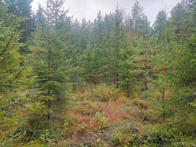 Лес в Финляндии