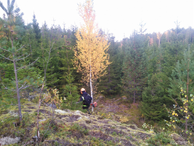Прочистка в финском лесу