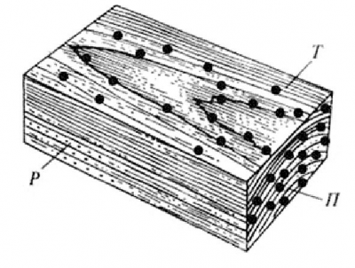 Рис. 2. Расположение смоляных ходов в образце хвойной древесины: Р – радиального, Т – тангенциального, П – поперечного раскроя