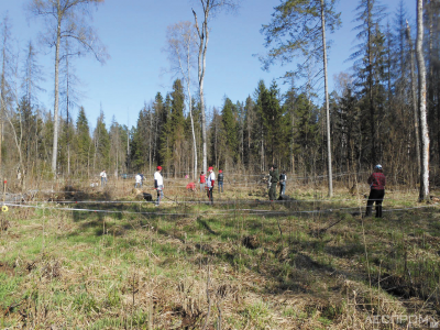 Рис. 3. Посадка сеянцев в 2014 г
