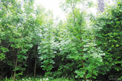 Рис. 6. Общий вид с дороги, 2014 г.