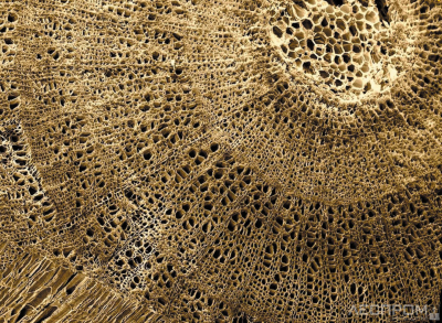 Рис. 2. Структура древесины