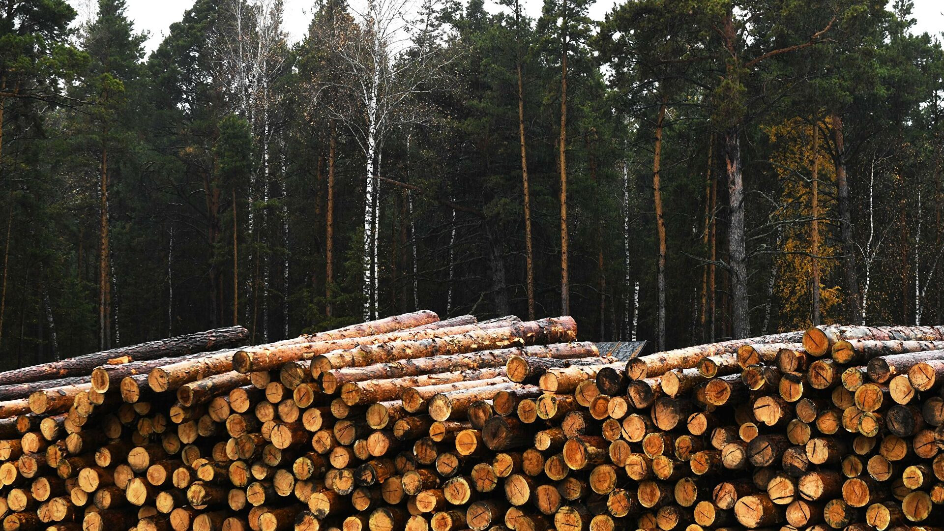 Экономика в лесной отрасли. Лес Лесное хозяйство Лесная промышленность. Лесное хозяйство Финляндии. Лесная промышленность Республики Марий Эл. Заготовка древесины.