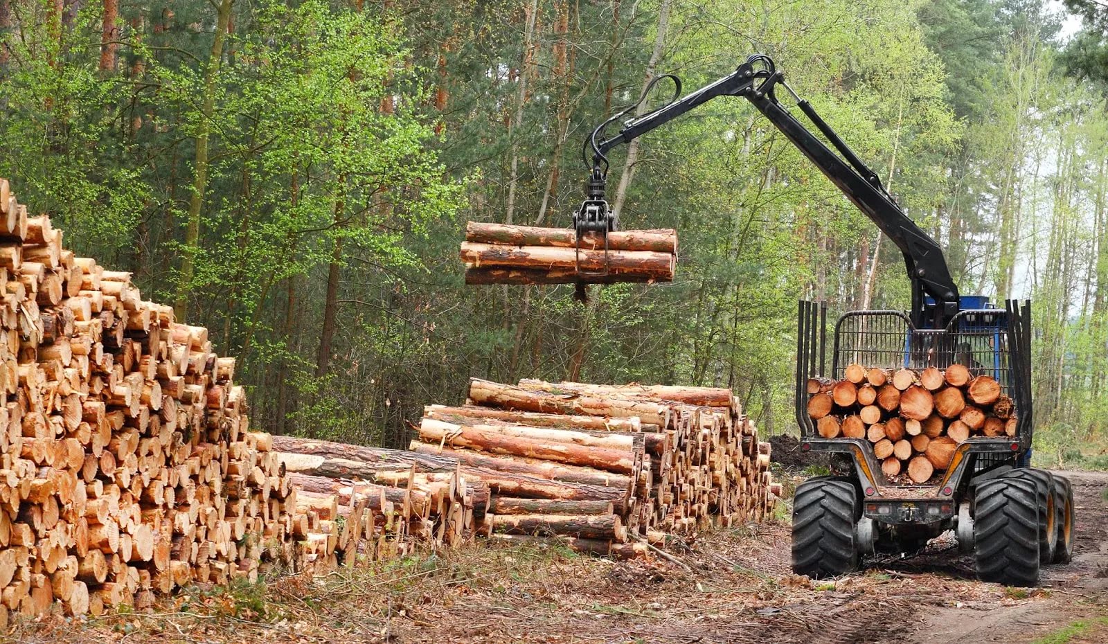 Отрасль Лесной промышленности Лесозаготовительная