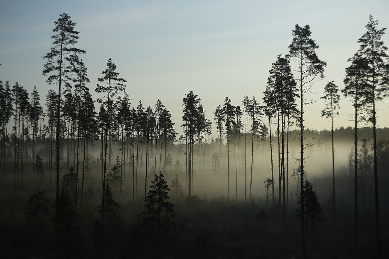 Лесные ресурсы Финляндии