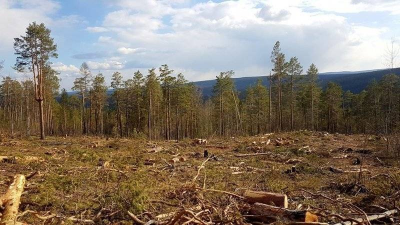 Минприроды Краснодарского края продало «с молотка» под вырубку почти 60 га леса