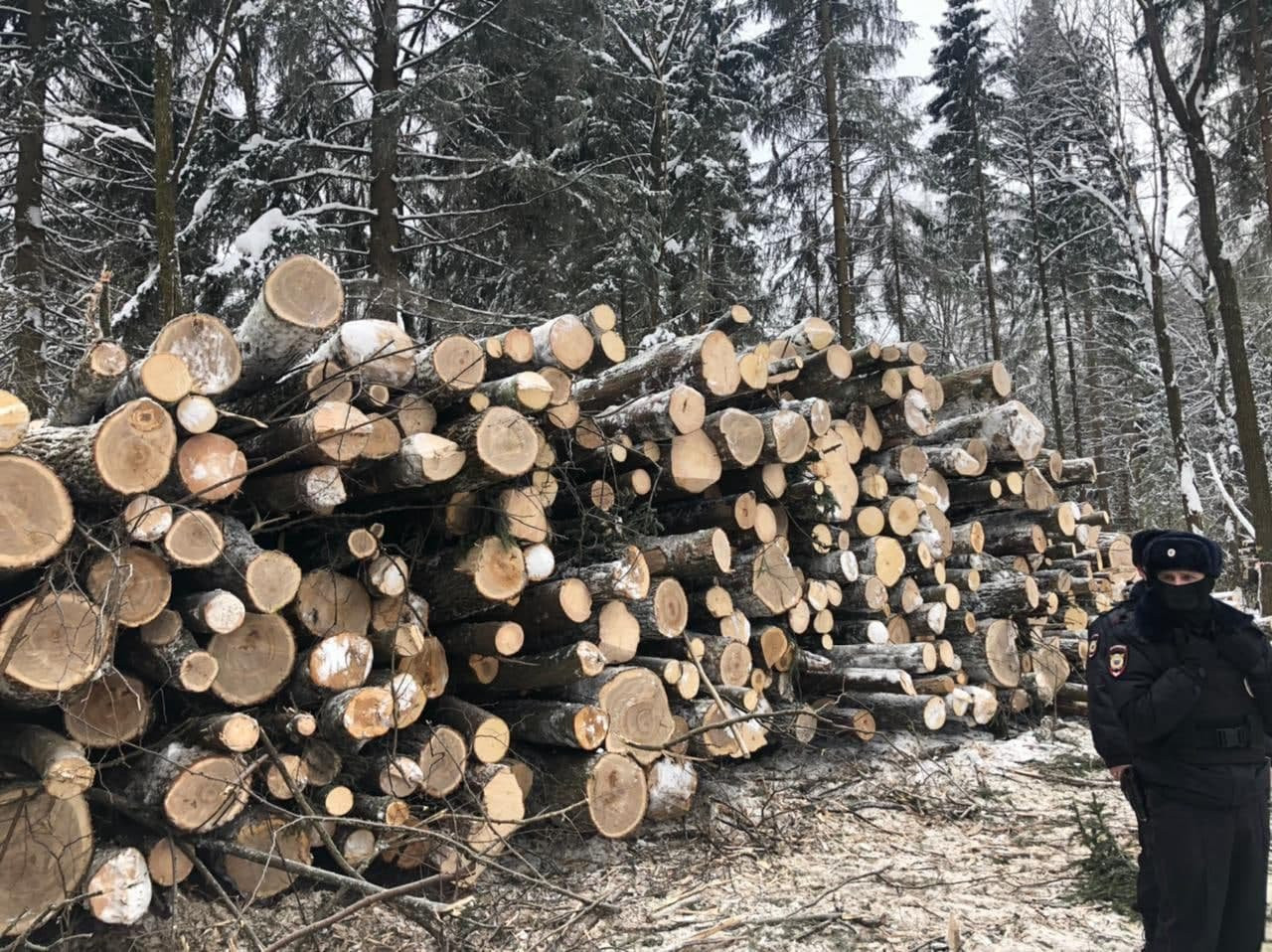 Вырубка леса в Троицке