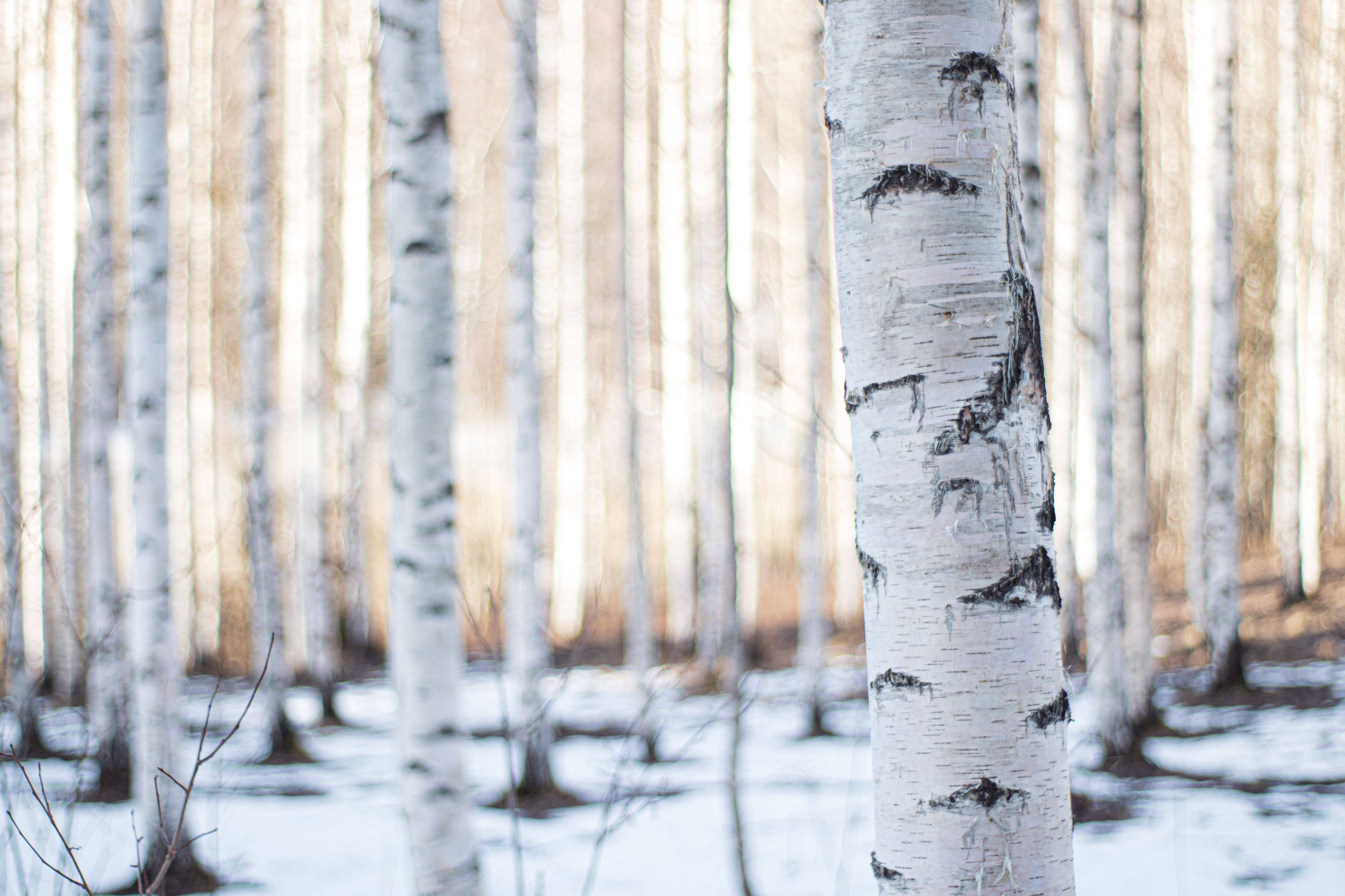 Birch forest. Зимняя береза. Ствол березы. Зимний лес березы. Зимний березовый лес.